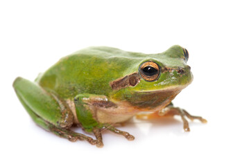 Obraz premium European tree frog