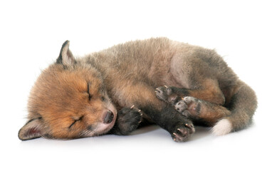Fototapeta premium sleeping red fox cub