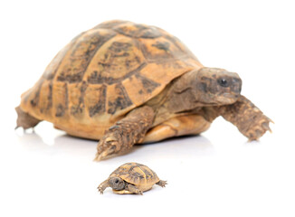 Fototapeta premium Hermanns Tortoise and baby turtles