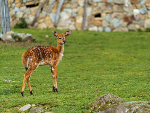 Lowland Nyala