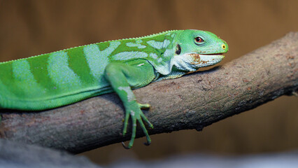Fototapeta premium Fiji banded iguana