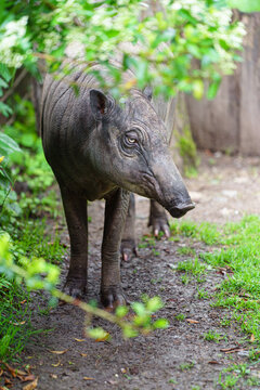 Babirusa