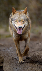 Fototapeta premium Eurasian wolf