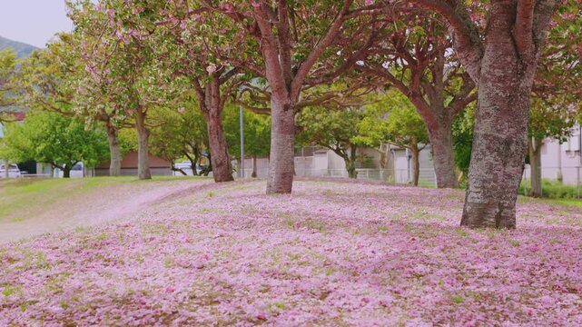 桜吹雪と地面を彩るピンクの絨毯、豊後高田市の春の公園風景