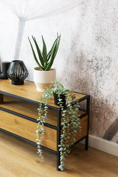 Modern RTV cabinet with plants and decor