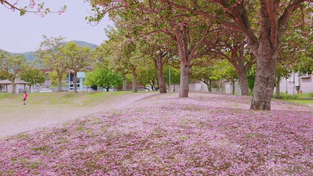 桜吹雪と地面を彩るピンクの絨毯、豊後高田市の春の公園風景