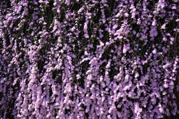 Fototapeta premium background of purple flowers