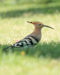 Eurasian hoopoe resting in grass  © Daniele Tavolini