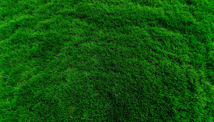 Obraz premium 均一に整えられた芝生のトップビュークリーンテクスチャ背景 Top-down grass texture with perfectly even lawn and clean uniform green
