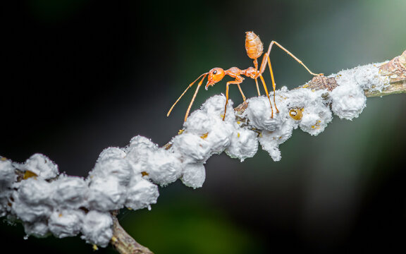 Red ant tending cottony scale insects on branch
