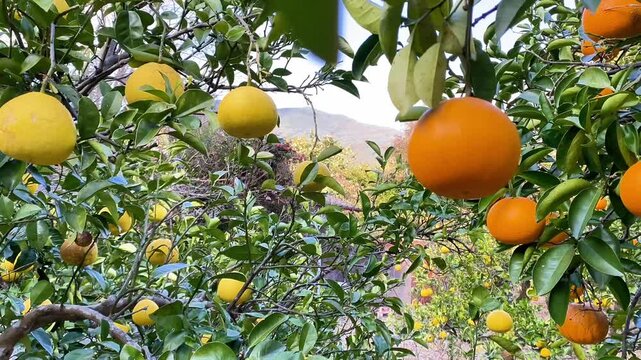  Sunlit Citrus Orchard with Oranges and Pomelos on Branches