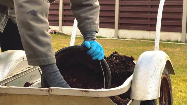 Close-up of a gardener using protective gloves to transfer dark compost or soil into a bucket. Suitable for landscaping, home improvement, and horticultural commercial projects.
