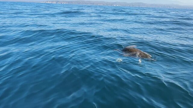 Wild sea turtle swimming peacefully at the ocean surface in open blue sea. Rare marine wildlife encounter filmed from boat in natural habitat.