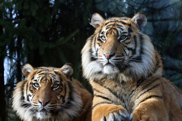 Fototapeta premium Two Bengal tigers resting side by side in a natural habitat, showcasing their distinctive orange and black striped fur against a backdrop of greenery