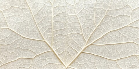 Fototapeta premium Elegant Clean Botanical Textured Backdrop with Close-Up of White Dried Leaf for Minimalist Designs