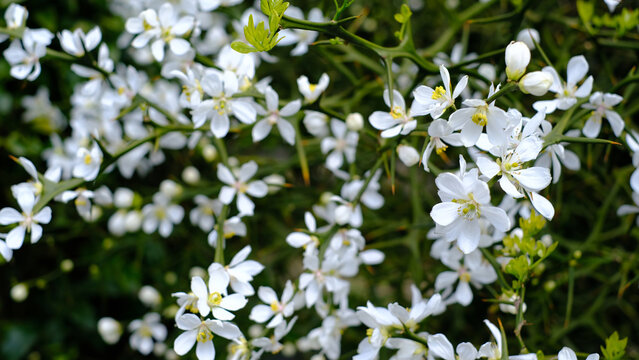 Beautiful white flowers of the Trifoliate Orange or Bitter Orange tree Poncirus trifoliata blooming on thorny green branches in spring.