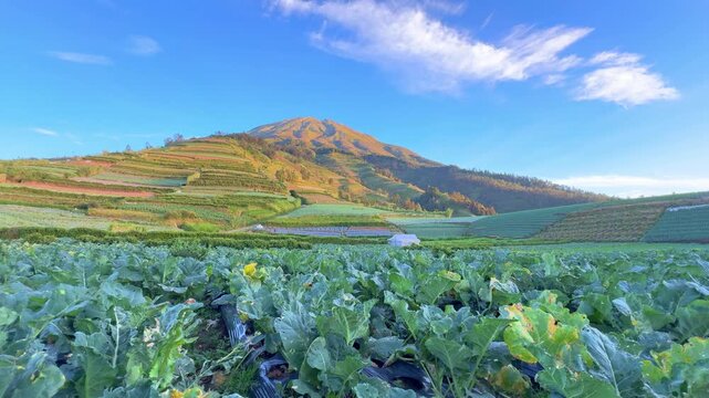 Green broccoli crops growing in rows with mountain scenery in background. Fresh vegetable farming in highland area.