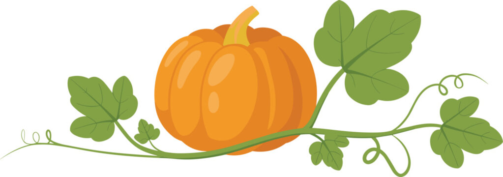 Orange pumpkin with green leaves and vine isolated autumn harvest vegetable thanksgiving seasonal vector illustration
