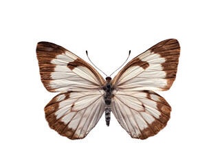 Fototapeta premium butterfly Belenois aurota isolated on white background.