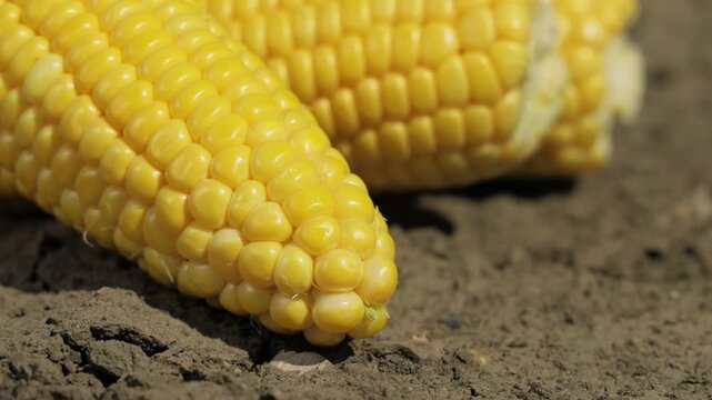 Close up of ripe yellow corn cob on soil, macro view of sweet maize kernels, fresh organic harvest texture, natural farming produce and healthy food concept