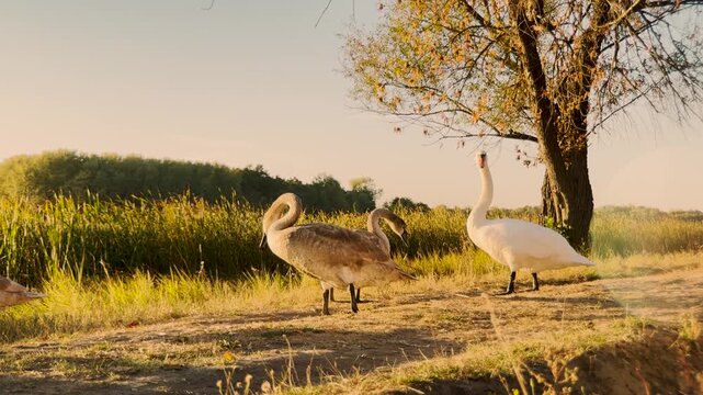 Wildlife at the lake, gentle ripples, sunset colors, elegant swan necks, majestic flightless birds, summer glow, perfect symmetry, golden reflections, peaceful environment. Birds in nature, a moment