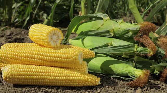Stack of ripe yellow corn cobs on soil near maize plants, one cut cob on top, fresh harvest in agricultural field, organic farming concept, wider view with slow camera movement from left to right