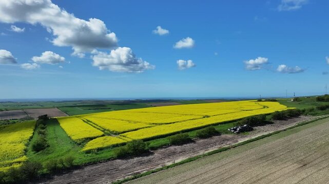 Rapeseed Fields on a Sunny Day in England
