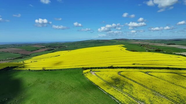 Rapeseed Fields on a Sunny Day in England