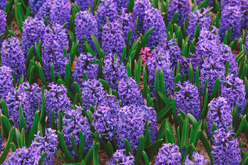 Obraz premium Purple hyacinth flowers growing in a field