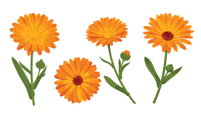 Group of bright orange calendula flowers and green buds on long stems shown in a detailed botanical illustration style.