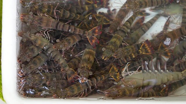 Freshly caught exotic shrimps in cold water container selling at street fish market in Thailand, fresh shrimps swimming and crawling in basin at food bazaar stall, traditional tropical delicacies.
