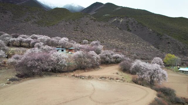 Drone view of village in Bomi County, Nyingchi, Tibet, China. Beautiful pink peach blossoms with snow covered mountains and agriculture field. 4k real time footage, travel concept.