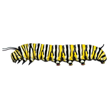 Monarch Butterfly Caterpillar Side View Isolated on Transparent Background