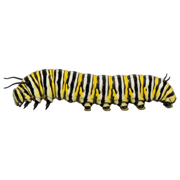 Detailed Macro of Monarch Caterpillar Larva on Transparent Background
