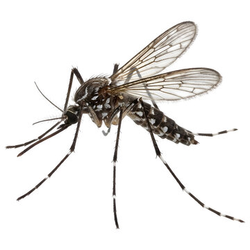 Macro Profile of Mosquito Isolated on Transparent Background