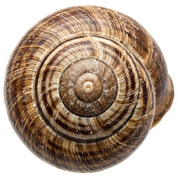 Detailed Texture of Garden Snail Shell Surface isolated on Transparent Background