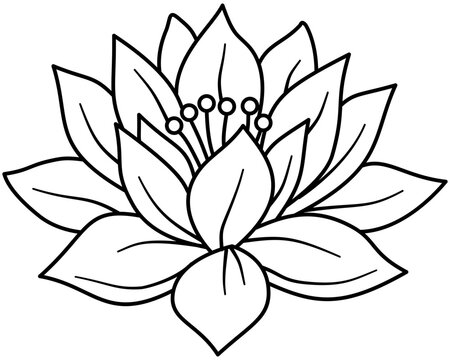 Lotus flower blossom line art illustration, hand drawn botanical nelumbo floral sketch