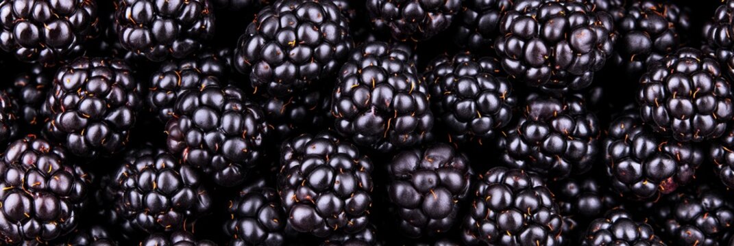 Freshly Harvested Boysenberries Glistening in Rich Maroon Hue Ready for Culinary Delights, 2023