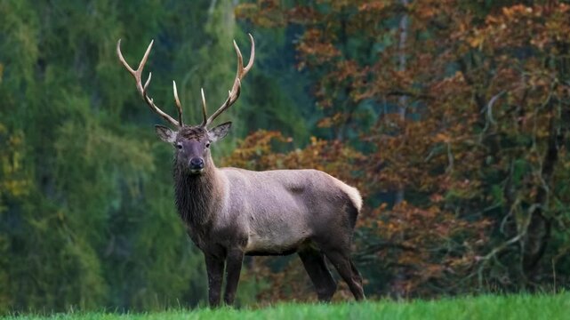 majestic view of Red deer stag with large antlers standing in Forest. serene moment of wildlife in its natural habitat.