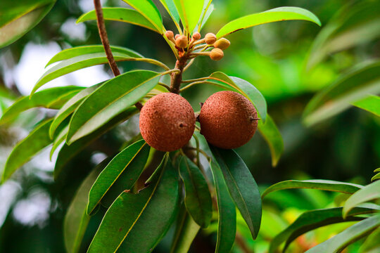 Two Fresh Sapodilla Fruits or Chikoo Hanging on a Tree Branch with Green Leaves