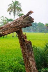 Fototapeta premium Broken Tree Trunk in a Green Rural Field with Palm Trees Background