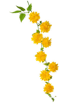 Bright golden flowers of Kerria japonica on a graceful branch  isolated on white background.