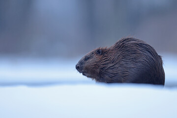 Bóbr (Castor) beaver © Bartosz Rakoczy