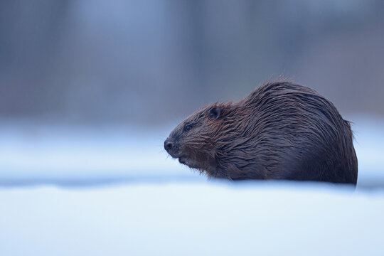 B&oacute;br (Castor) beaver