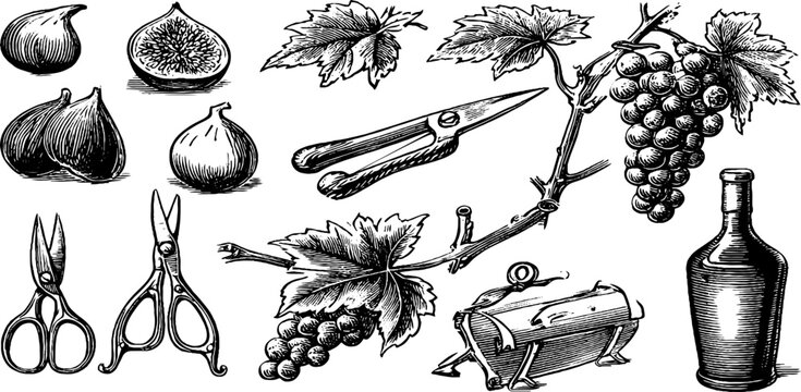 Grape cluster and fig sketches alongside pruning implements