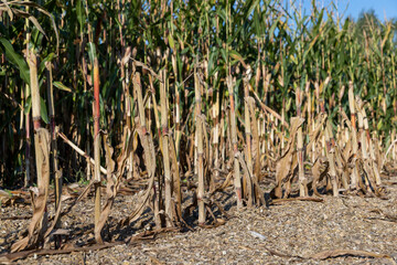Fototapeta premium green and yellow corn leaves in the autumn season during the corn harvest, natural light