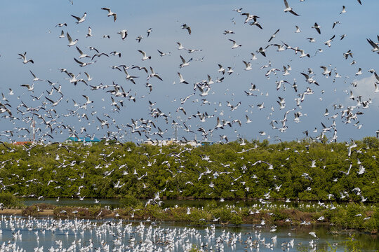 The flock of seagulls at Bangpoo, Smuthprakarn, Thailand.