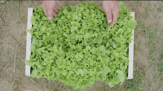 salade dans cagette