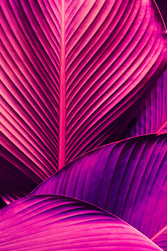 Abstract of tropical leaves with vibrant Fuchsia and Purple neon glow tones, Cyber jungle pattern background.