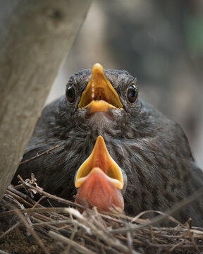 Blackbird chicks begging for food in nest